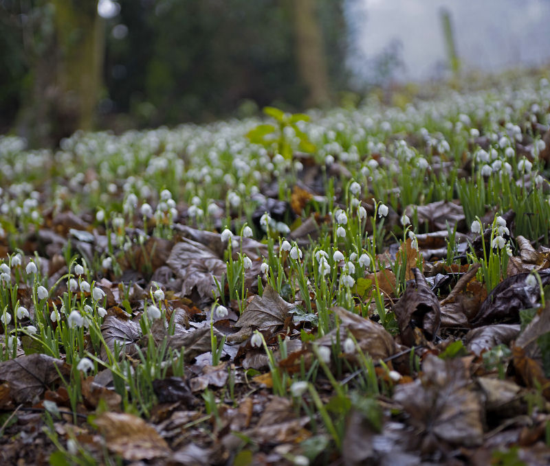 Lexham Hall Snowdrop walk, February 2017