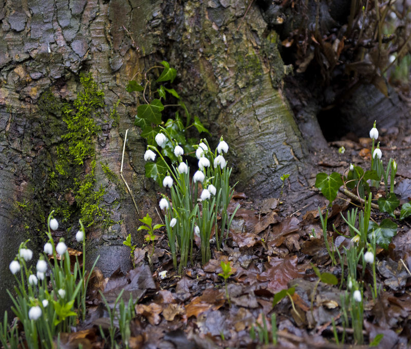 Lexham Hall Snowdrop walk, February 2017